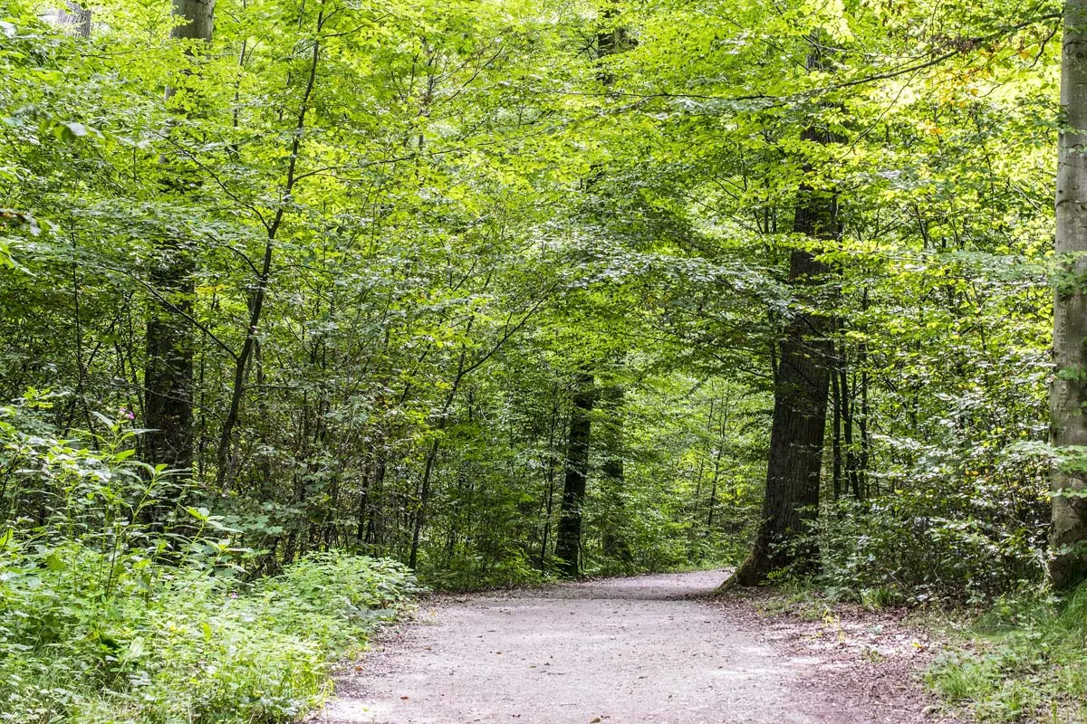 Kühlungsborn Geheimtipp: Stadtwald - Kletterwald und Wanderungen bei gesunder Luft