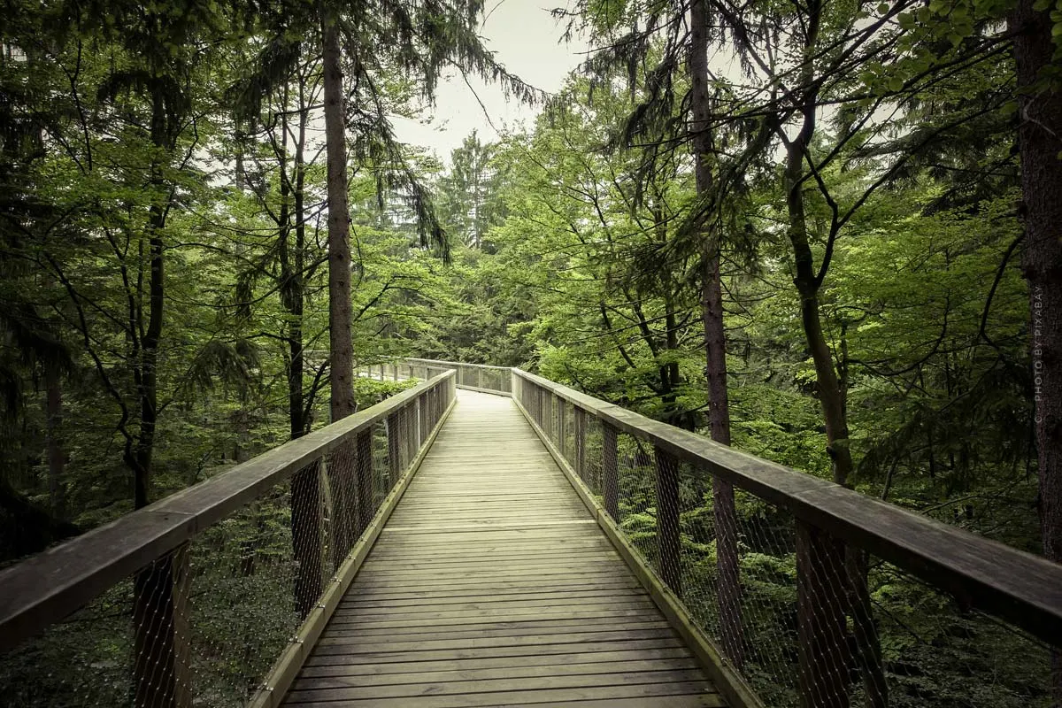 Lüneburger Heide Geheimtipp: Baumwipfelpfad Heide Himmel - Brücken & Pfade im Kiefernwald