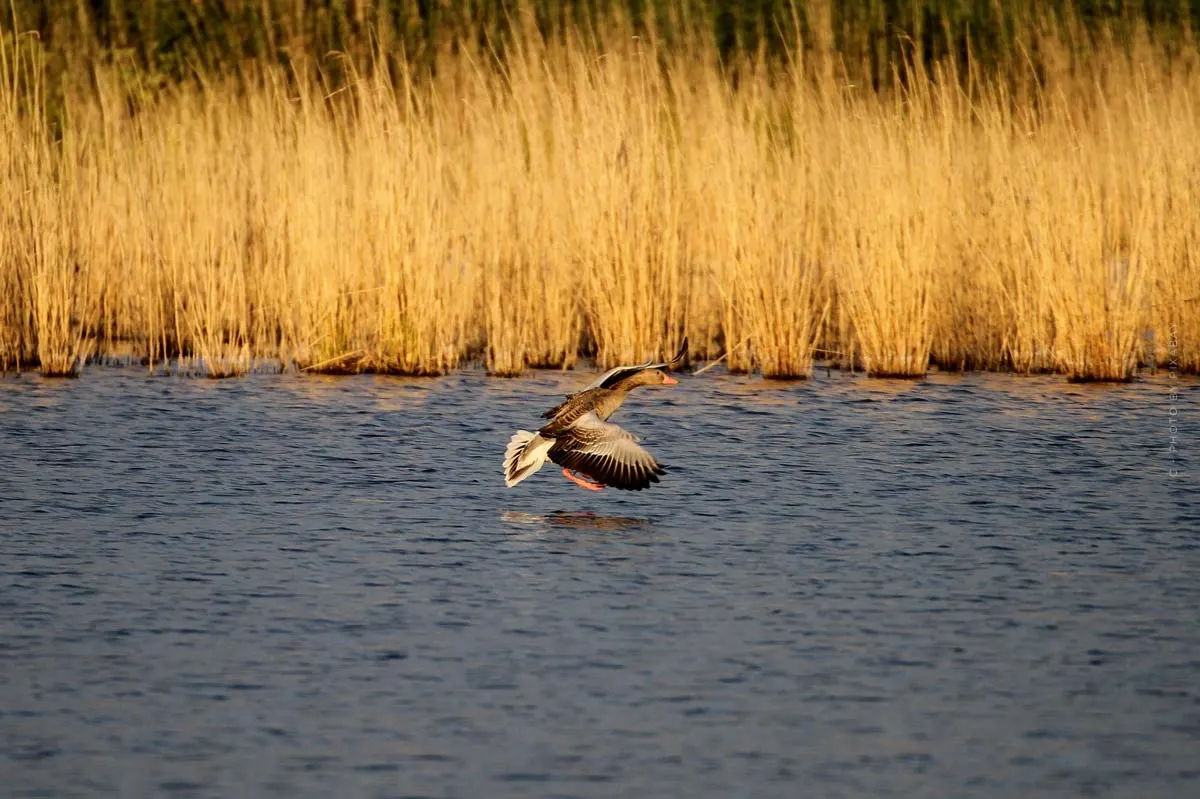Mecklenburgische Seenplatte Urlaub: Wasser, Sterne und Sommerrodelbahn - unsere Empfehlungen