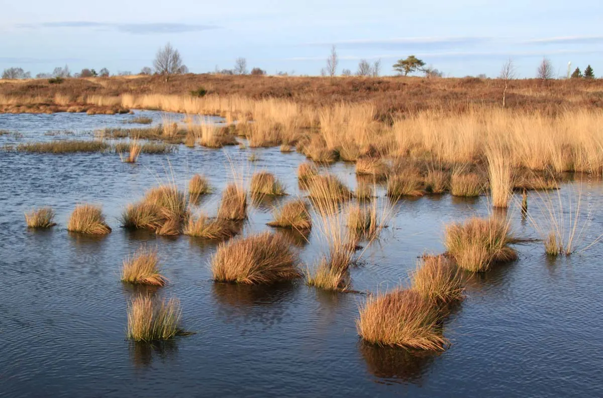 Lüneburger Heide Geheimtipp: Meissendorfer Teiche - Wanderung im Naturschutzgebiet