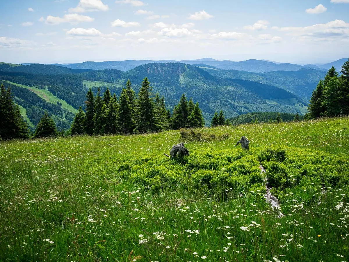 Münstertal Urlaub: Wandertouren mit Hund an Wasserfällen - unsere Empfehlungen für den Familienurlaub
