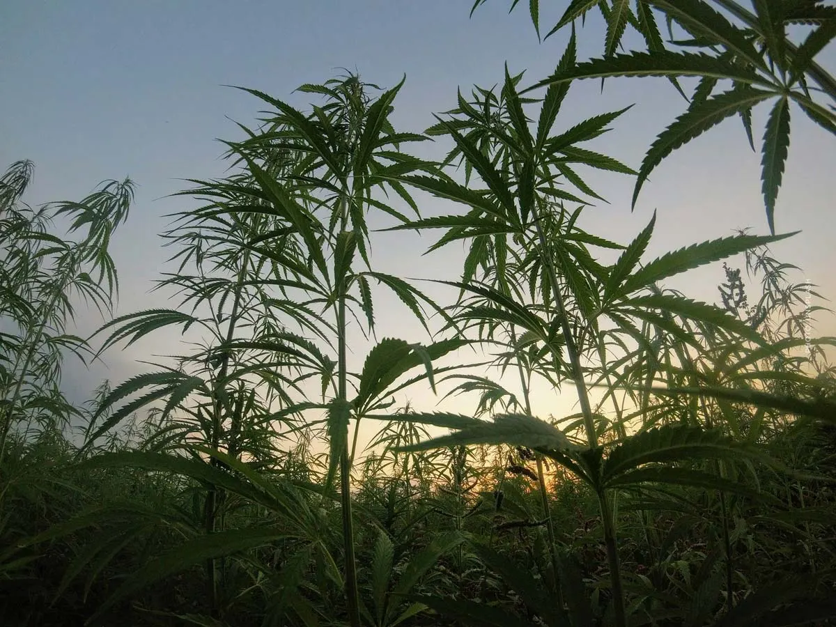 Cannabissorten: Die besten & beliebtesten Sorten