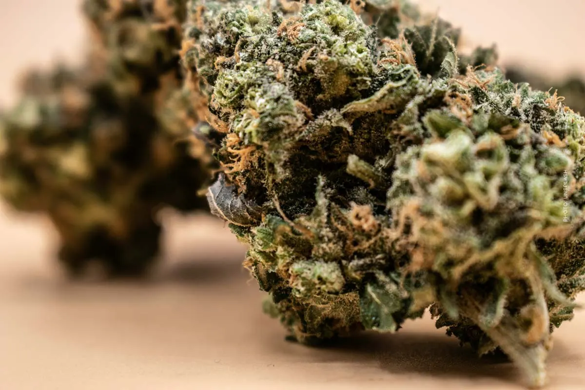 Wie wird Cannabis angebaut? "Die krasseste Growanlage, die ich je gesehen habe – Unglaublich!"