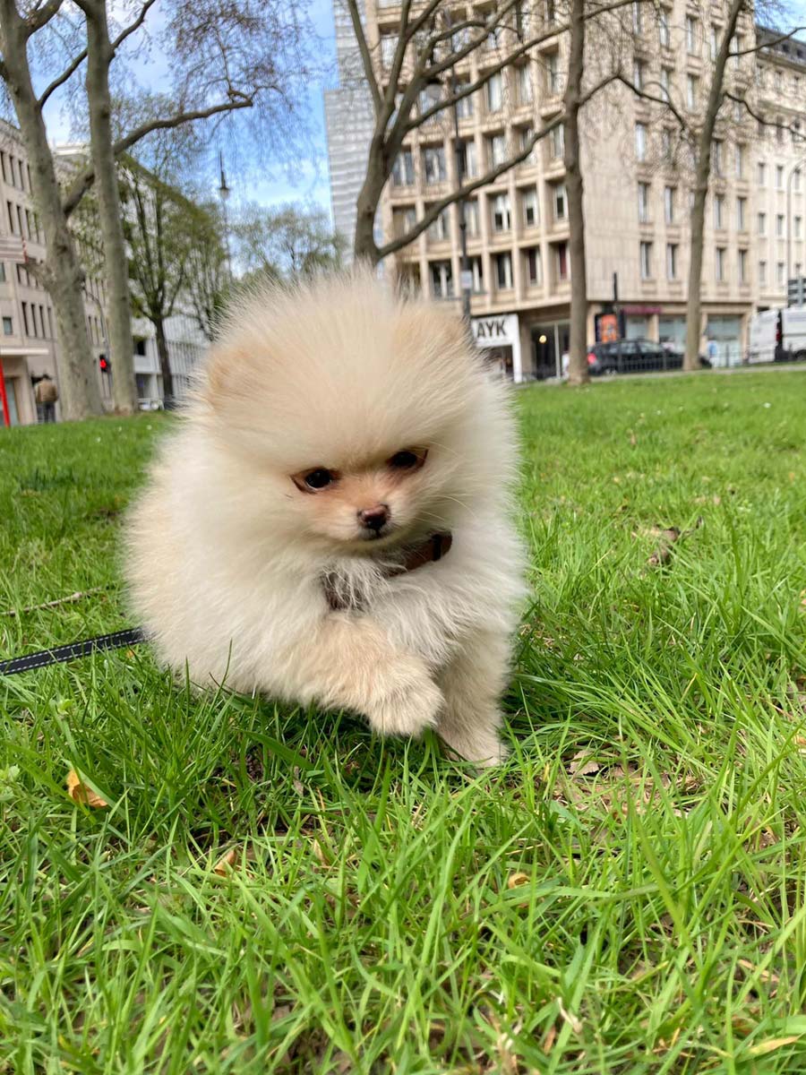 Hund kaufen: Welpe zieht ein! Gassi gehen, alleine bleiben - Deine erste Woche FIV |