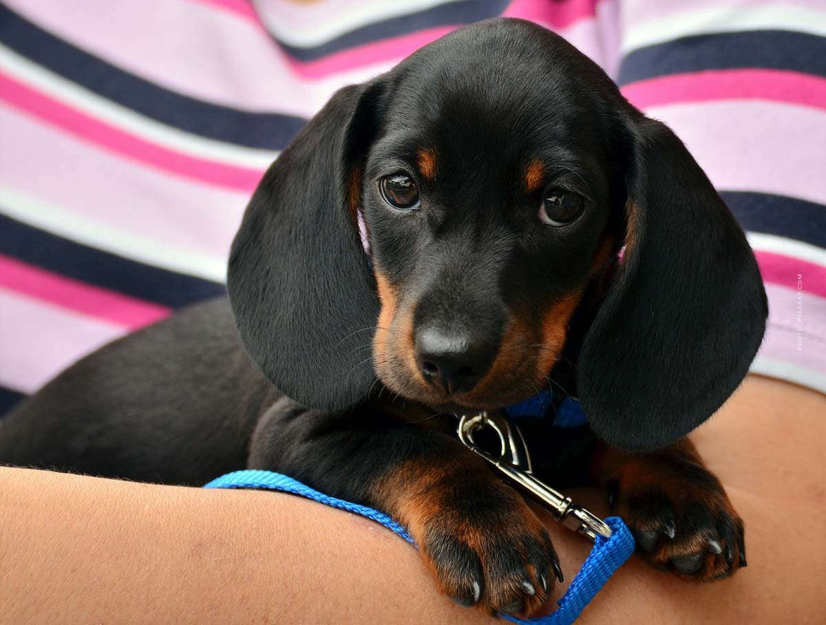 Hund kaufen Welpe zieht ein! Gassi gehen, alleine bleiben &amp; Co