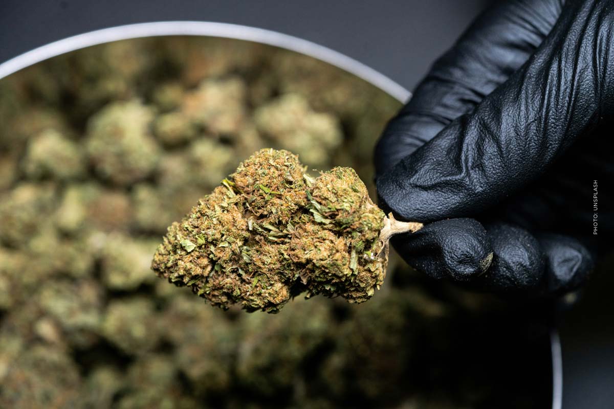 cannabis-bayern-produktion-hersteller-interview-weed-gras-deutschland-blute-vor-haufen