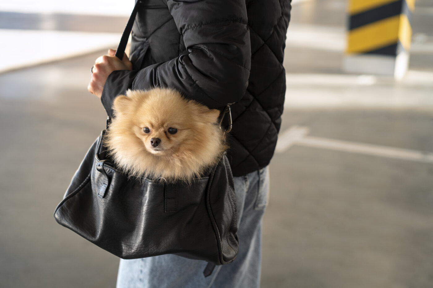 Pomeranian Zwergspitz Erziehung – Frau mit Hund outdoor Training