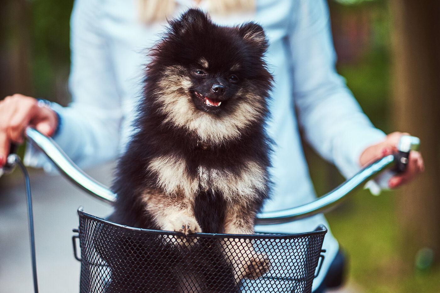 Pomeranian Zwergspitz im Fahrradkorb – Kleinhund outdoor